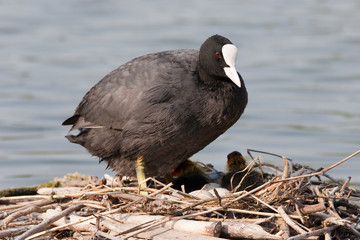 Fulica atra (adulte,oeufs et poussins sur le nid)