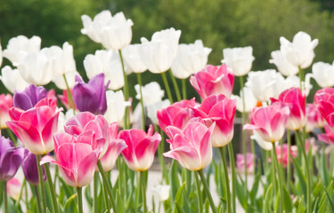 Obraz premium tulips