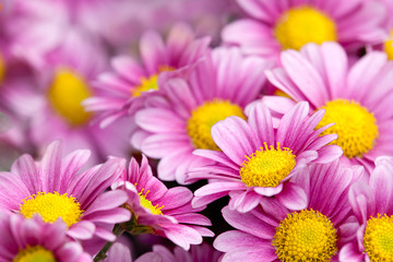 Closed up Chrysanthemum