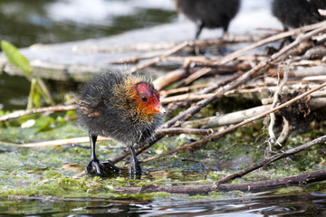 Fulica atra (poussin, chick)