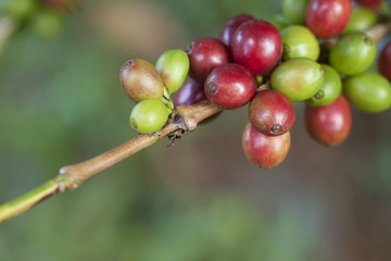 Coffee beans on plant
