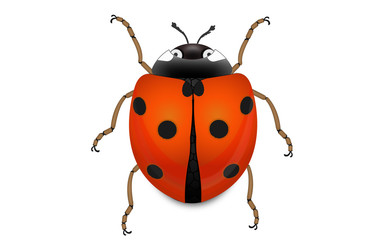 Coccinelle