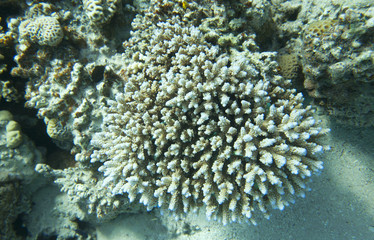 Obraz premium Coral reef in Egypt