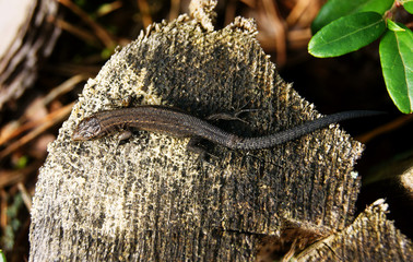 jaszczurka 2 © GKor