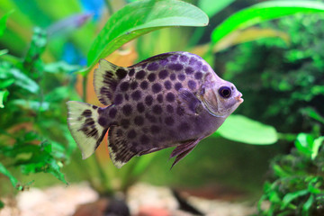 Obraz premium Scatophagus Argus