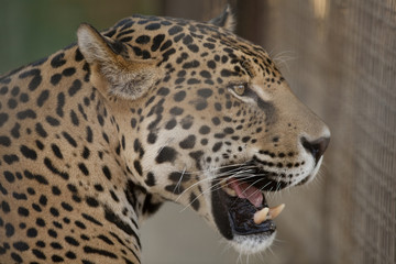 Jaguar Mouth Open