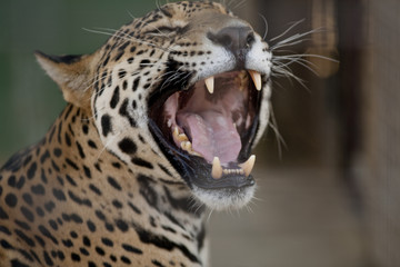 Jaguar Mouth Open © Jose Gil