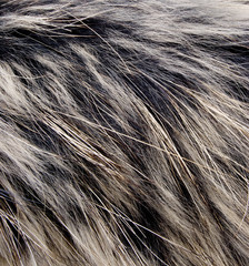 Background of fur for works of art © big_tau