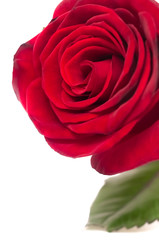 Red rose. closeup.