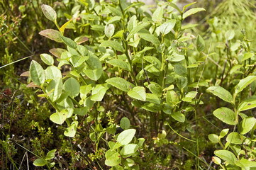 Arándano (Vaccinium myrtillus)