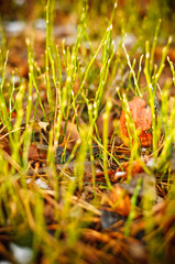 frozen grass