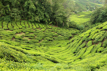 Tea Plantation, Malaysia