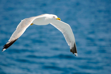 seagull in flight
