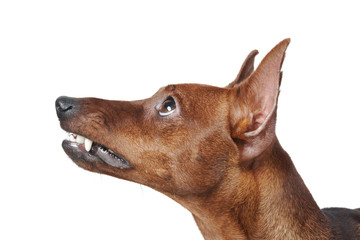 Miniature Pinscher.