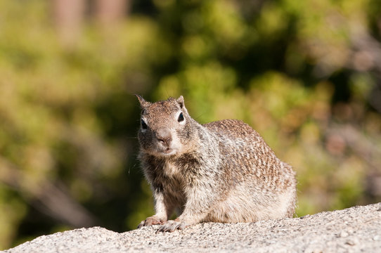 closeup of Ground Squirrel