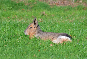 Patagonian mara (Dolichotis patagonum) rests in the grass
