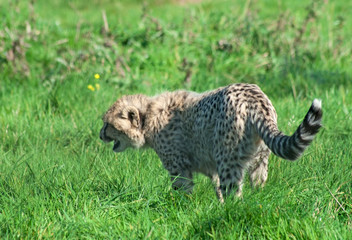Frightened cheetah (A. Jubatus) cub