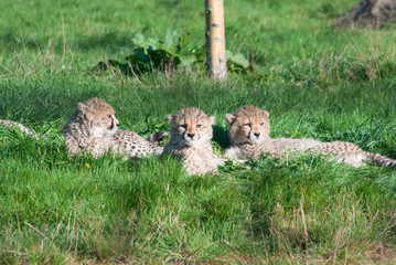 Three cheetah (A. Jubatus) cubs rest on the grass