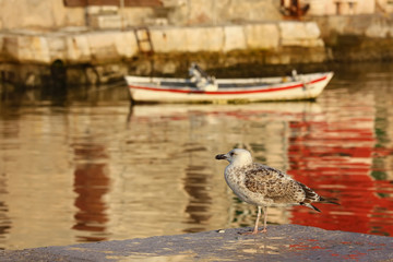 Bird with a boat in background