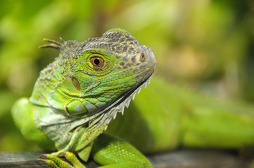 iguana