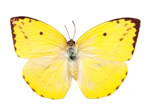 Lemon Emigrant butterfly