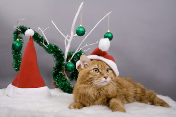 Kurilian bobtail in Christmas