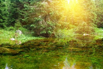 sun reflection in a forest lake