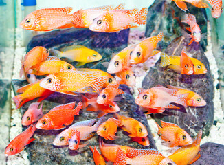 The Cichlid fish
