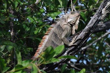 Fototapeta premium Leguan