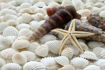 Muscheln mit Seestern © Racamani