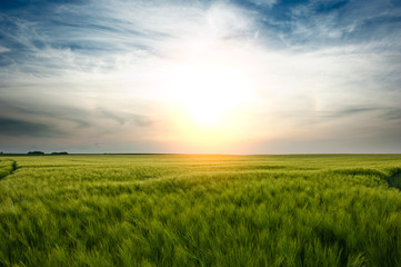 Fototapeta na wymiar Zachód słońca nad polem pszenicy