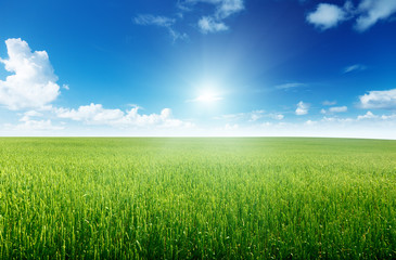 Fototapeta na wymiar field of rye and sunny day