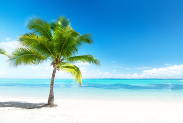 Obraz na płótnie Canvas palmy i morze