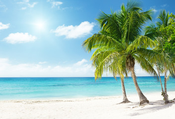 Naklejka na ściany i meble Caribbean sea and coconut palms