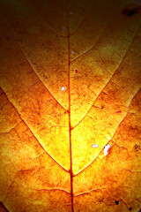 Herbst Laub Leaf