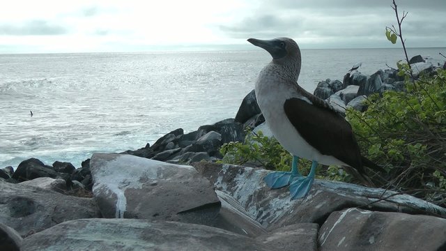 Blaufu&szlig;t&ouml;lpel an der K&uuml;ste, Galapagos