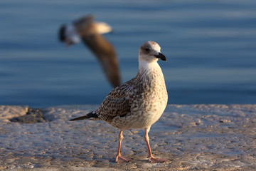 Birds in blue