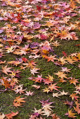 A carpet of fallen colorful fall leaves