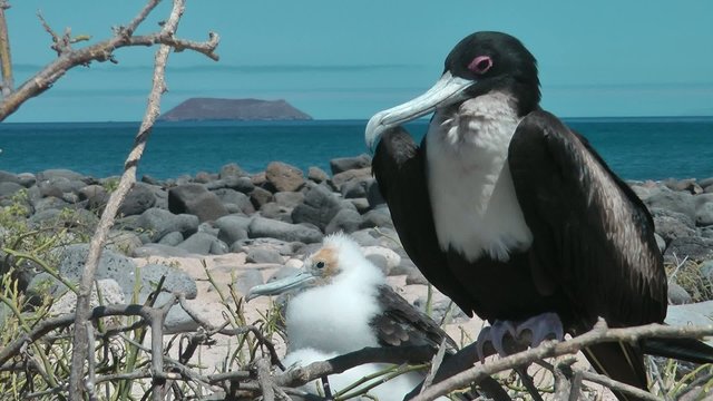 br&uuml;tende Fregattv&ouml;gel , Galapagos