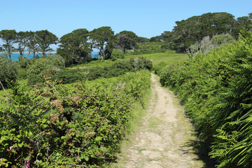Country lane in St. Mary's Isles of Scilly.