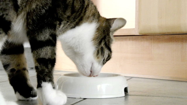 Katze beim fressen