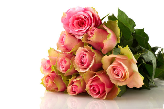 Pink roses