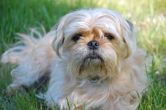 Yorkshire Terrier and Pug mix