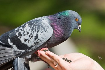 The pigeon eats sunflower seeds
