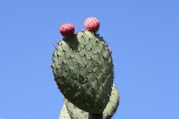 Kaktus Opuntie,Gran Canaria