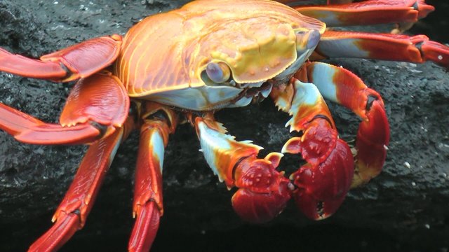 laufende Rote Klippen Krabbe