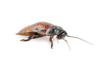 Madagascar cockroach