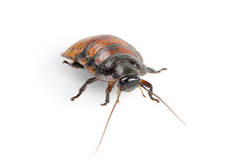 Madagascar cockroach