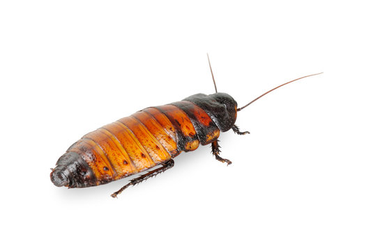 Madagascar cockroach