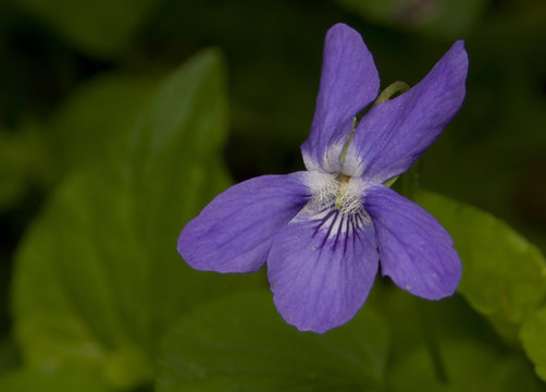 Fiołek Leśny Viola Reichenbachiana